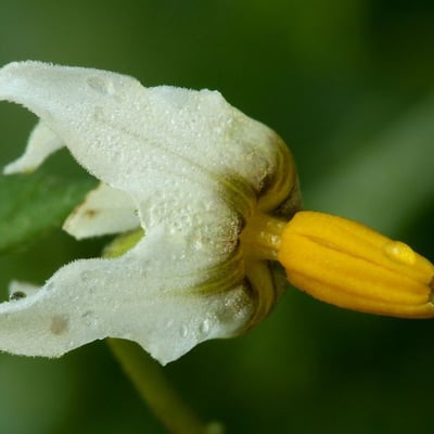 Solanum douglasii — flower