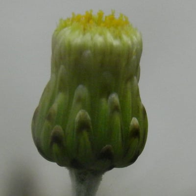 Phagnalon rupestre — flower