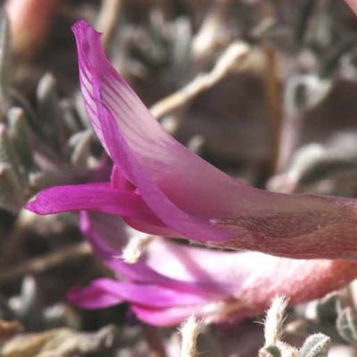 Astragalus lentiginosus — flower