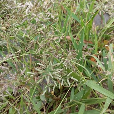 Eragrostis minor — flower