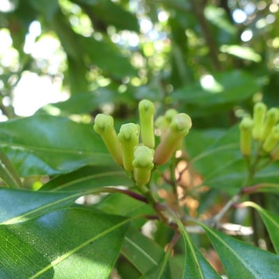Syzygium aromaticum — flower