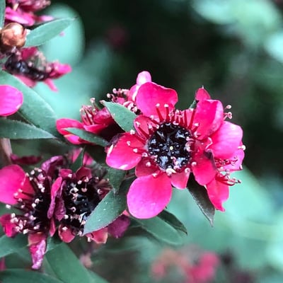 Leptospermum scoparium — flower