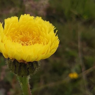 Hypochaeris maculata — flower