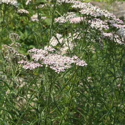 Achillea alpina — flower