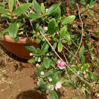 Rhodomyrtus tomentosa — flower