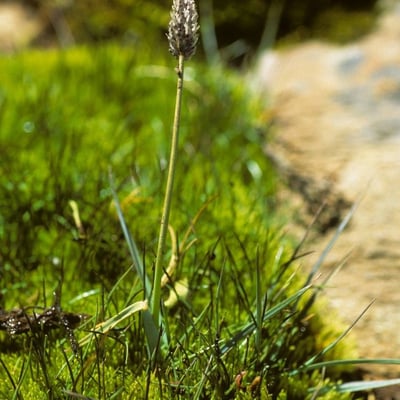 Alopecurus magellanicus — habit