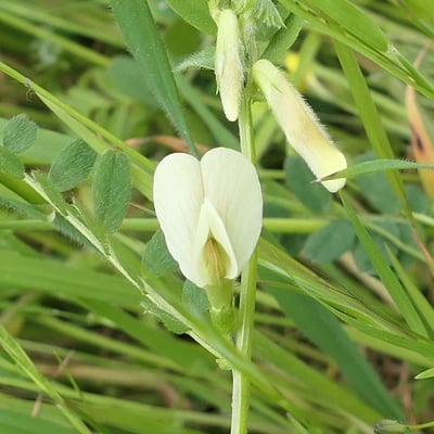 Vicia lutea — flower