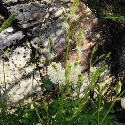 Sanguisorba canadensis — flower
