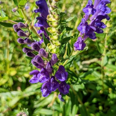 Scutellaria baicalensis — flower