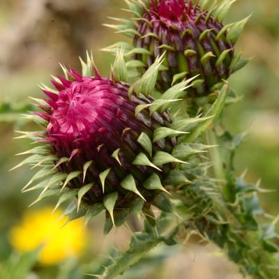 Carduus nigrescens — flower
