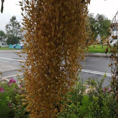 Bocconia frutescens — flower