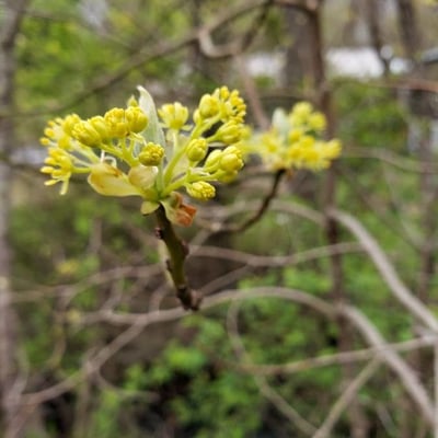 Sassafras albidum — flower