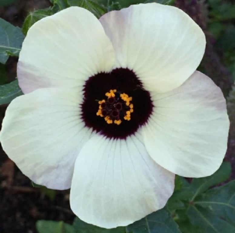 Flower-of-an-hour