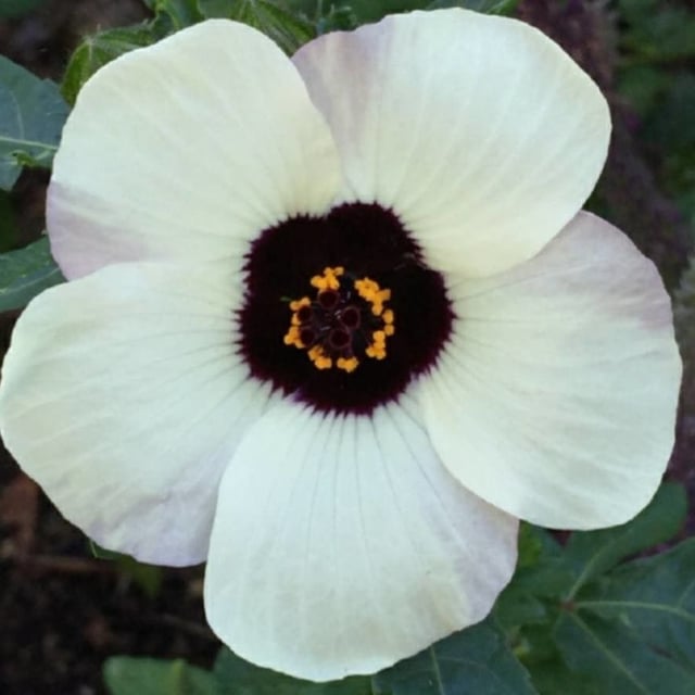 Hibiscus trionum — flower