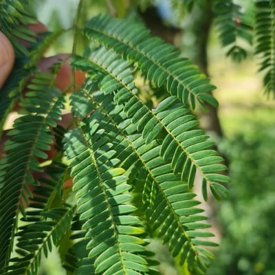 Parapiptadenia rigida — leaf