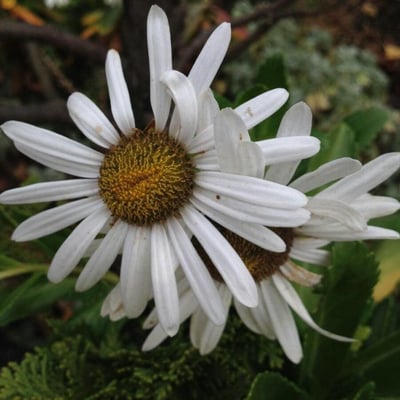 Symphyotrichum lanceolatum — flower
