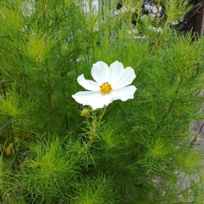 Cosmos bipinnatus — flower