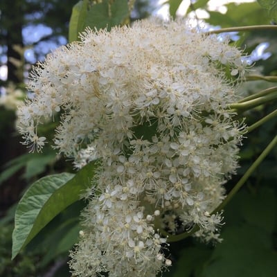Sorbaria kirilowii — flower