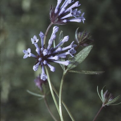 Asperula arvensis — flower