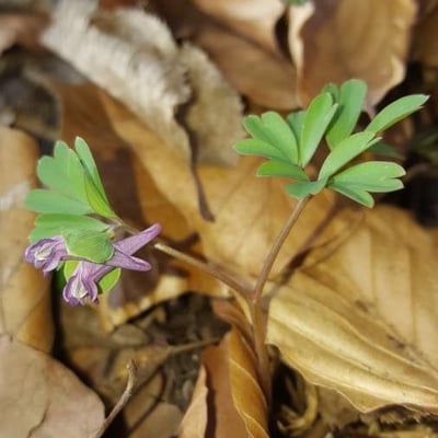 Corydalis intermedia — flower