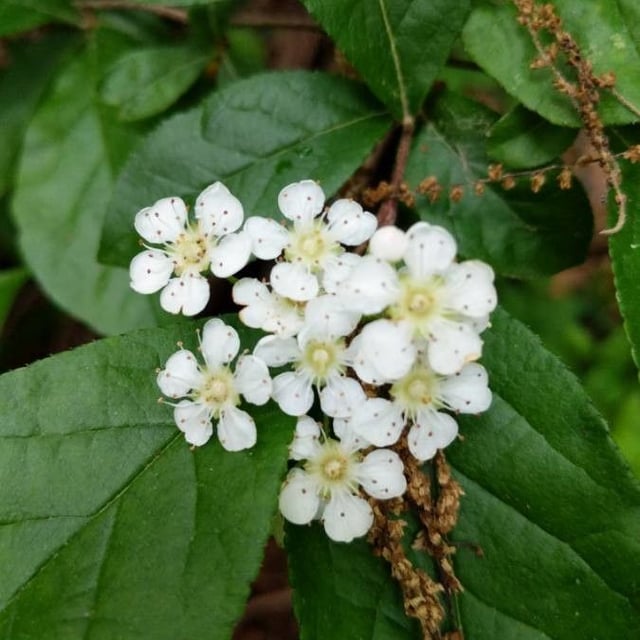 Pourthiaea villosa — flower