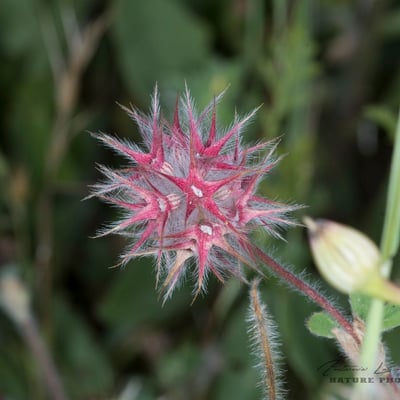 Trifolium stellatum — flower