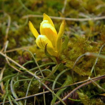 Gagea bohemica — flower