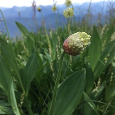 Allium victorialis — flower