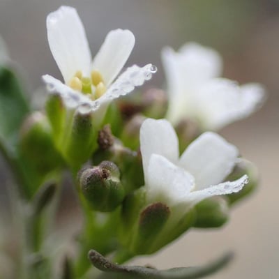 Murbeckiella pinnatifida — flower