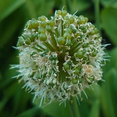 Allium tricoccum — flower