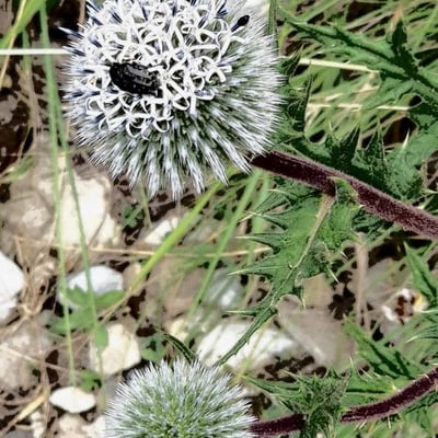 Echinops sphaerocephalus — flower