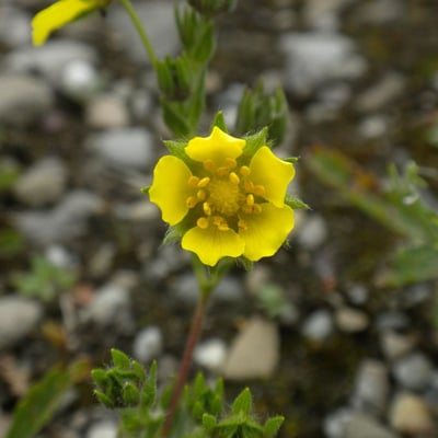Potentilla intermedia — flower