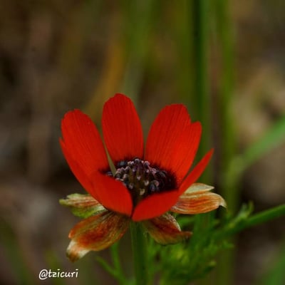Adonis aestivalis — flower