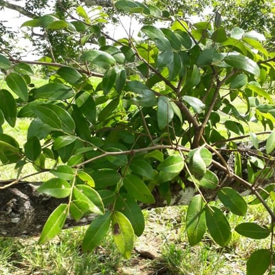 Copaifera langsdorffii — leaf