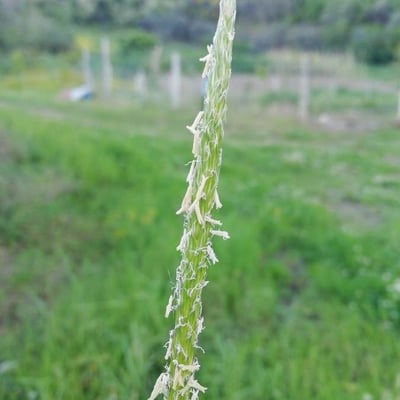 Alopecurus myosuroides — flower