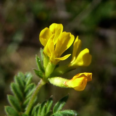 Ornithopus compressus — flower