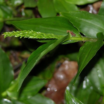 Ichnanthus pallens — leaf