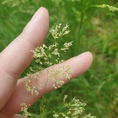 Agrostis gigantea — flower