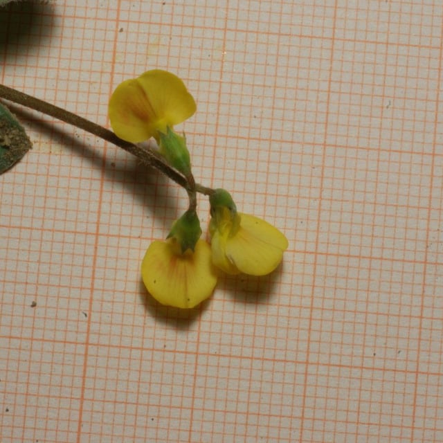 Scorpiurus muricatus — flower