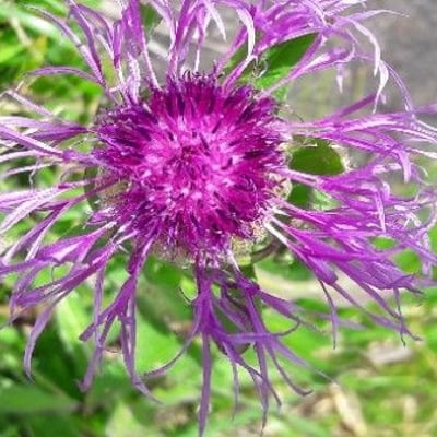 Centaurea nervosa — flower