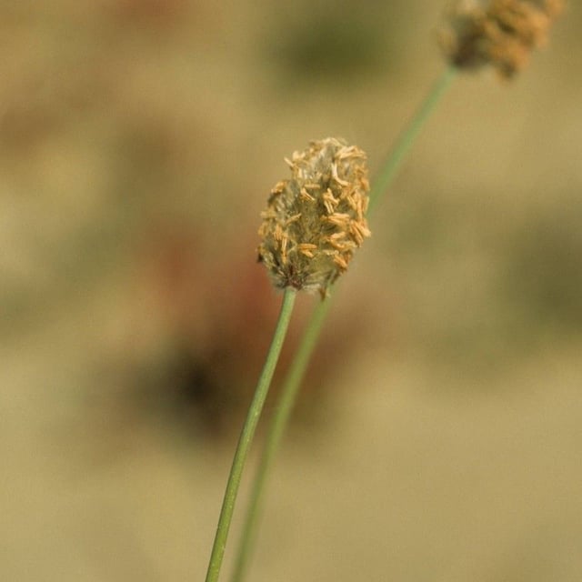 Alopecurus magellanicus — flower