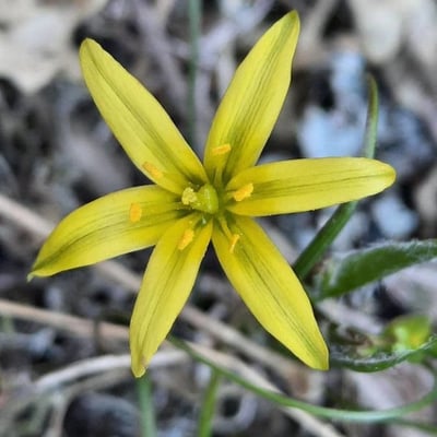 Gagea pratensis — flower