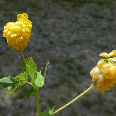 Trifolium aureum — flower