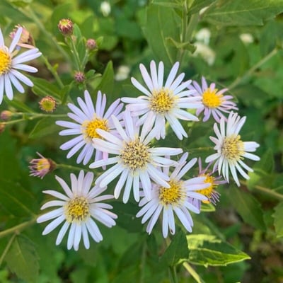 Aster ageratoides — flower