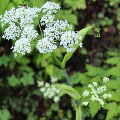 Angelica polymorpha — flower