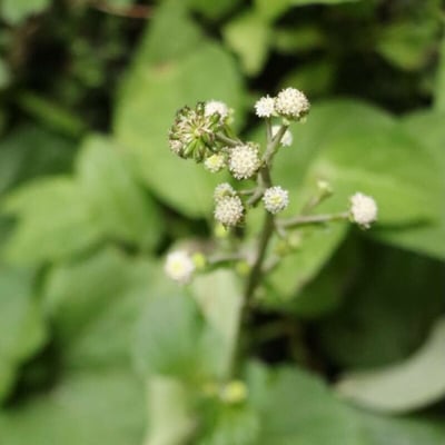Adenocaulon himalaicum — flower