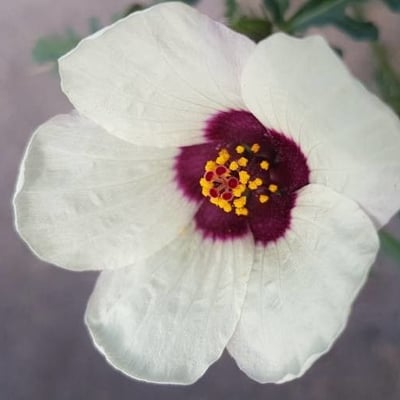 Hibiscus trionum — flower