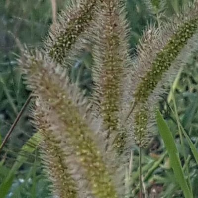 Setaria viridis — flower