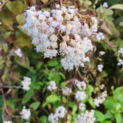 Ageratina altissima — flower