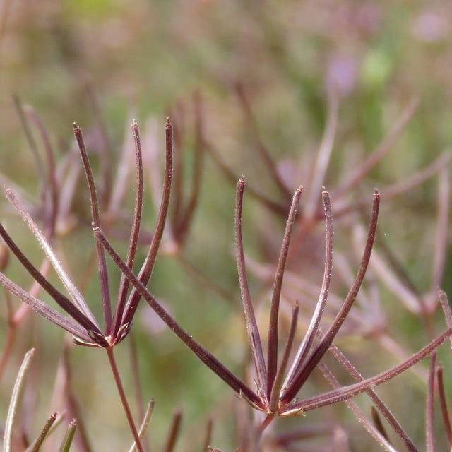 Scandix australis — flower